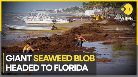 Apr 20, 2023 The reference to the blob is simply describing the appearance of the 5,000-mile sized GASB when viewed via satellite imagery. . Florida seaweed blob tracker